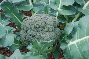 Broccoli at mga uri nito