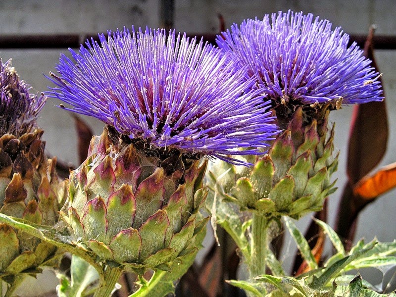 Kung artichoke man o isang bulaklak