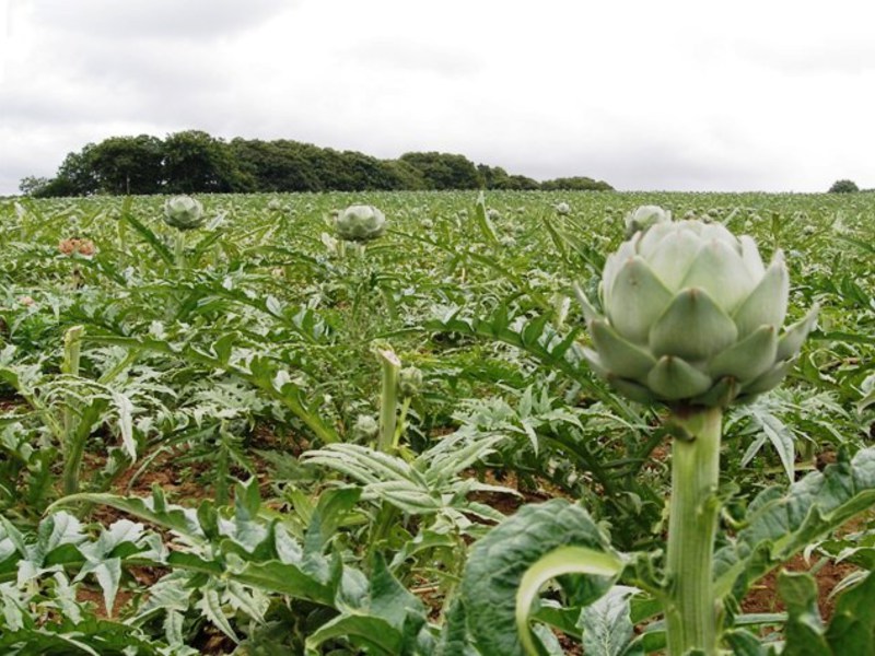 Bahaya dari artichoke