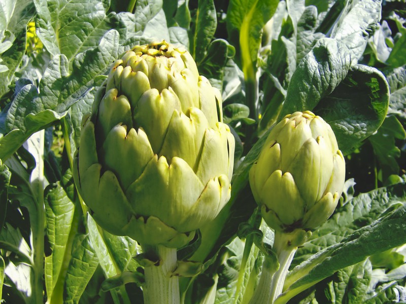 Artisjok bij het koken