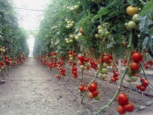 Belirleyici domates çeşidinin tanımı