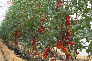 Kännetecken för en obestämd tomatsort