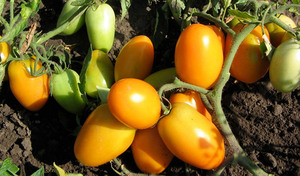 Liste des variétés de tomates déterminantes