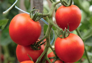 Vantagens e desvantagens das variedades de tomate determinantes