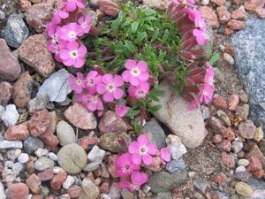 Vanlig soapwort