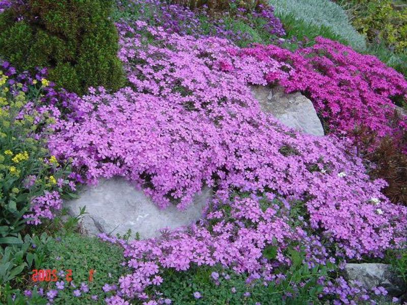 Beschreibung der Seifenblume oder des Mondstaubs