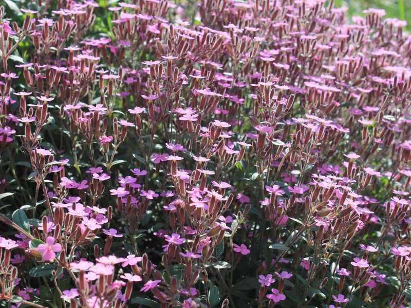 De onde veio o nome da flor?