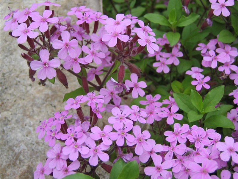 Cultivando um sabonete de flores