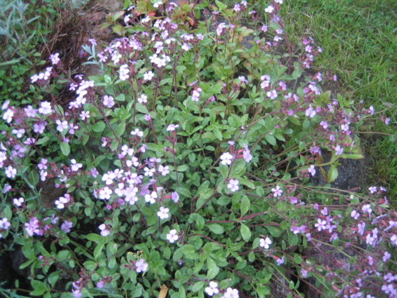 Warum heißt die Blume Mondstaub?