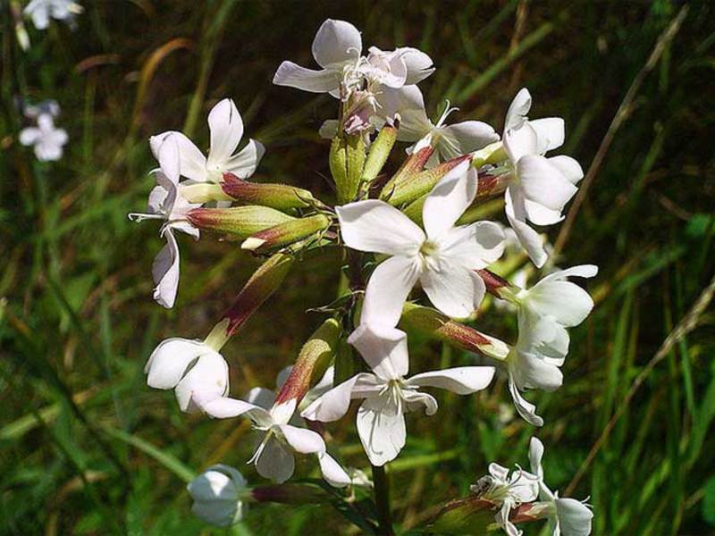 Como cuidar de um sabonete de flores