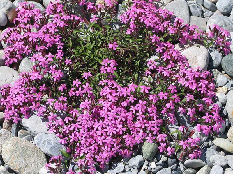 Floare de praf lunar