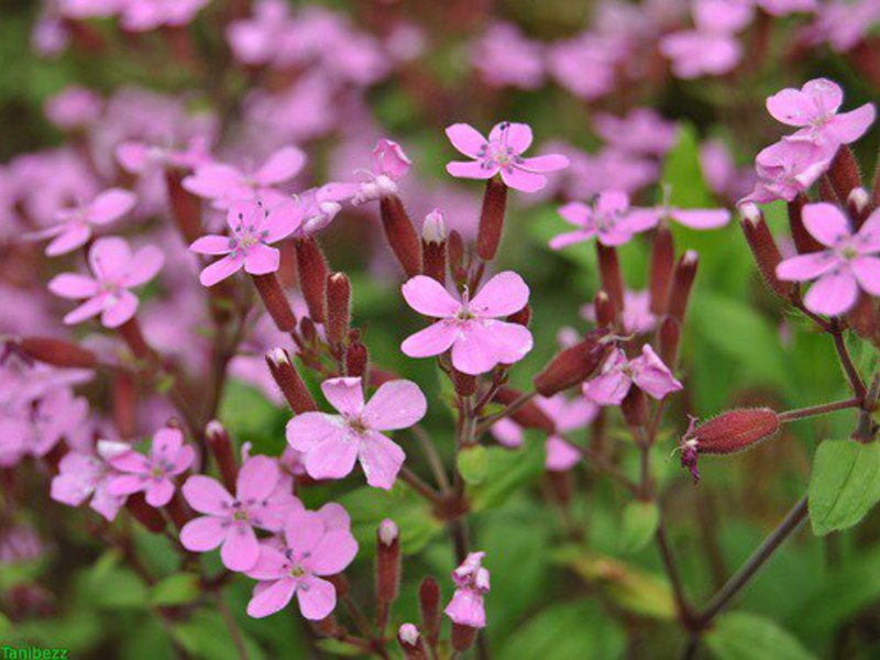 Wie sieht eine Seifenblume aus?