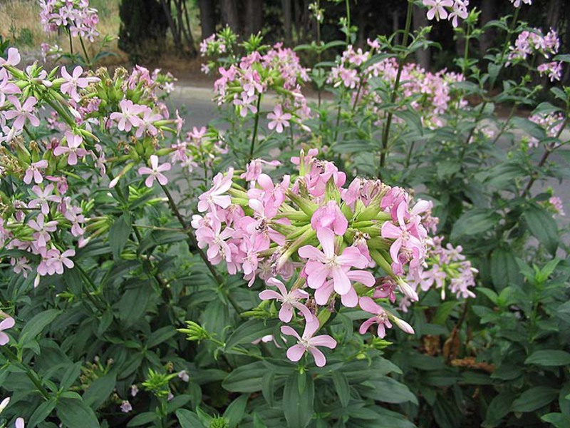 Flor de sabão em flor