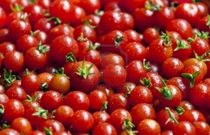 Variétés de tomates cerises