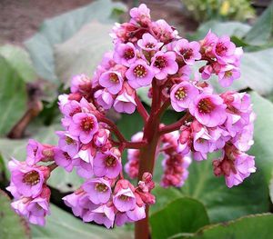 Plantes médicinales dans le jardin