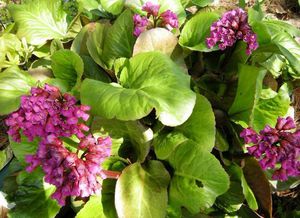 À quoi sert la fleur de badan?