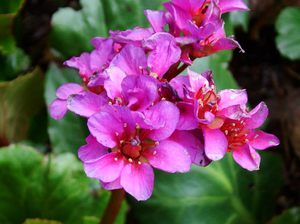 Quelles sont les propriétés de la fleur badan