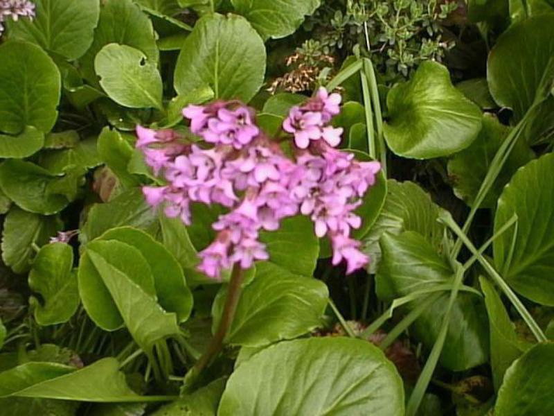 Flores para áreas sombreadas