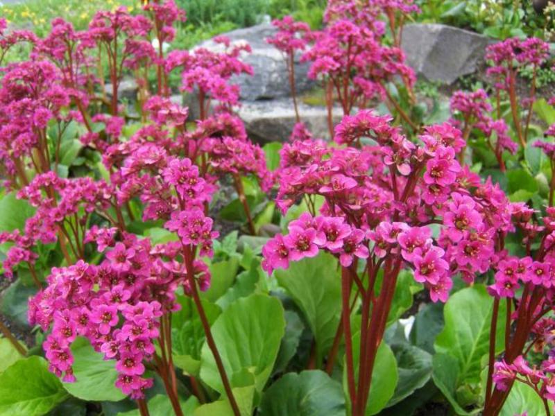 Günstige Bedingungen für das Wachstum der Blume Badan