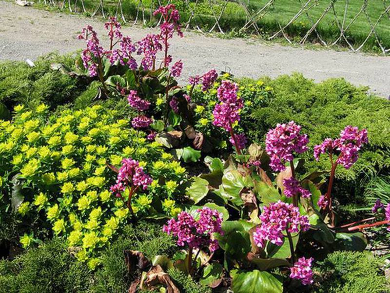 Planta Badan e condições para seu crescimento