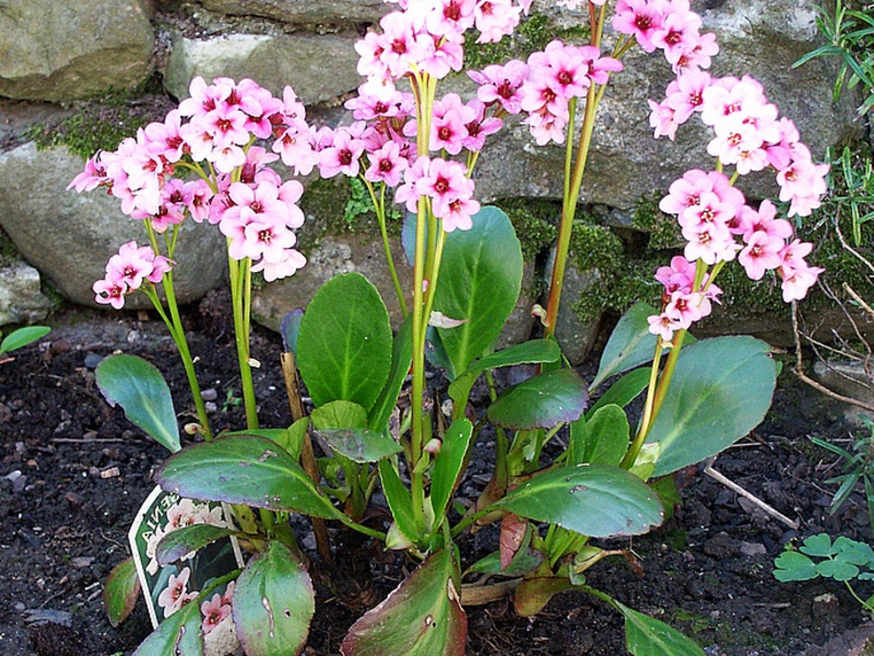 Plantes médicinales dans le jardin