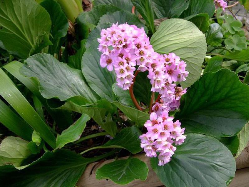 Como uma flor Badan cresce