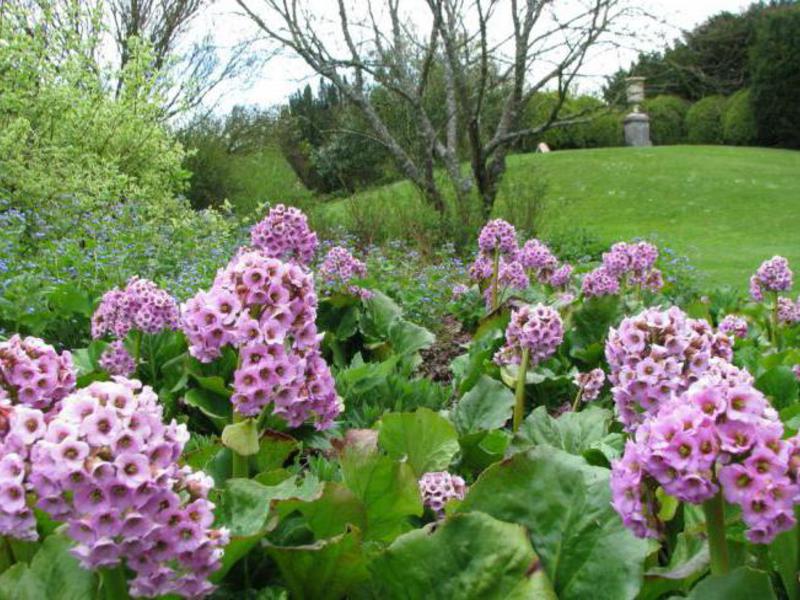 Dove cresce il fiore Yuadan