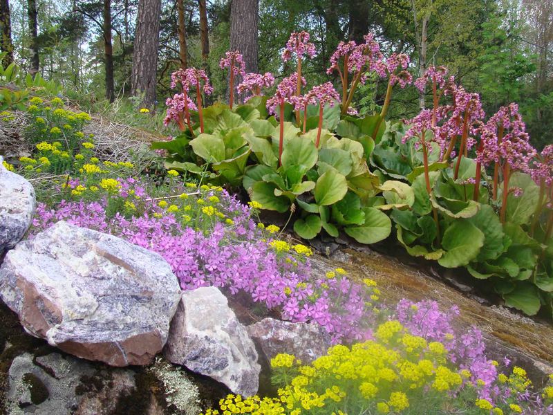 Encens en fleurs