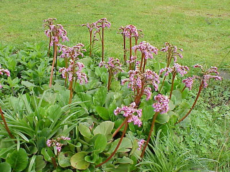 Tipos de flor badan