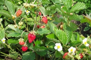 Anleitung zum Anbau von Erdbeeren