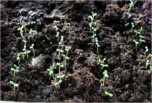 How to care for strawberry seedlings