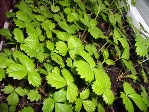 Sådan plantes jordbær