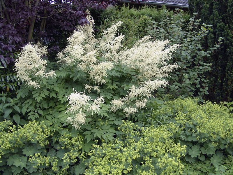 Wolzhanka Blumen