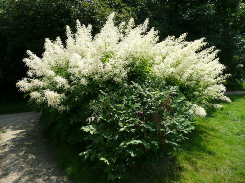 Volzhanka en fleurs