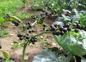 Cómo cultivar un sunberry