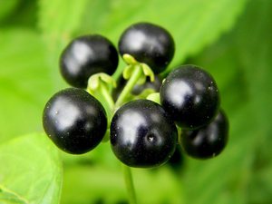 Groeiende sunberry-bessen