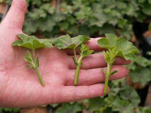 How to cut geraniums correctly