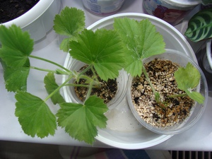 Hoe geranium te transplanteren