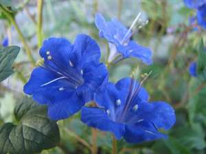 Beskrivelse af phacelia california bell