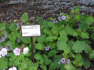 Tips van ervaren bloemisten over het verzorgen van phacelia