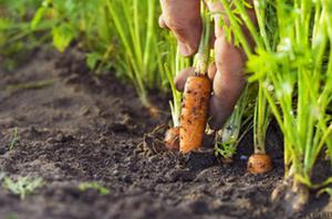 Wanneer en hoe plant je wortelen het beste?