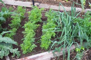 How to care for carrot beds