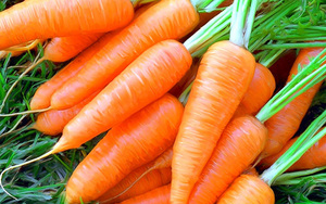 Carrot harvest