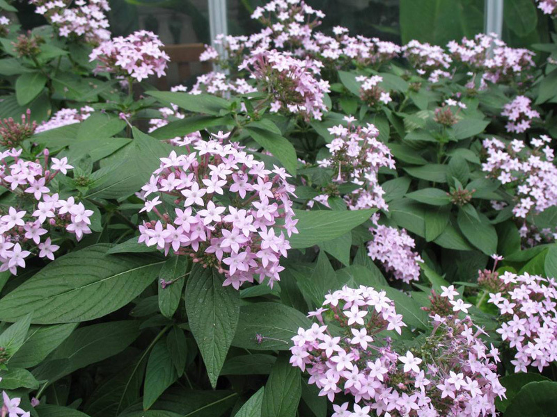 White Lady heliotrope çeşidinin özellikleri