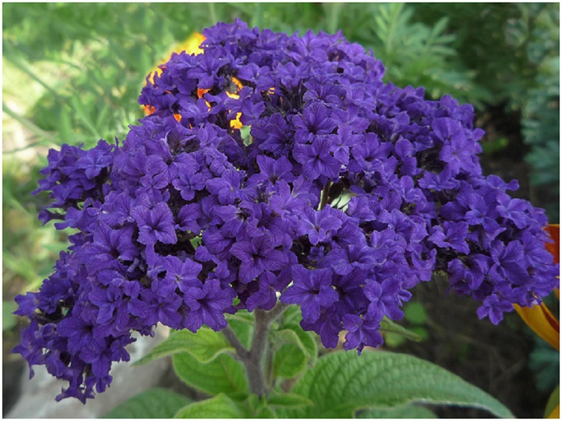 Regal Dwarf Heliotrope drag