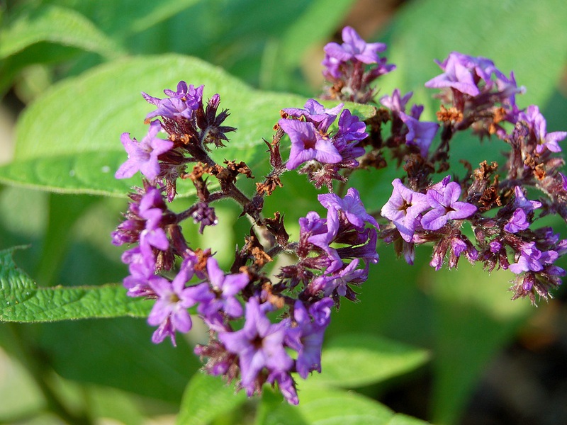 Baby Blue heliotropas krāsu īpašības