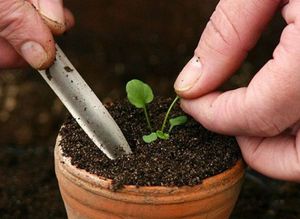 Funktioner af teknologien til voksende heliotropeblomster