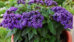 Mô tả của cây heliotrope