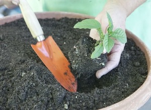 Método de cultivo de flores heliotrópicas por meio de estacas