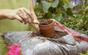 Consejos de floristas experimentados sobre cómo bucear plántulas de heliotropo